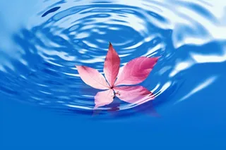 掉落水面的枫叶背景