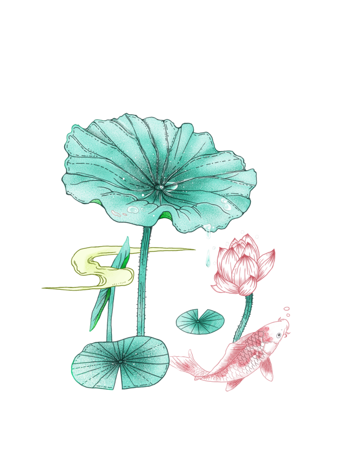 夏至小暑荷花锦鲤