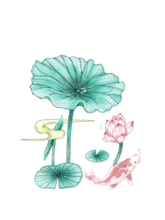 夏至小暑荷花锦鲤