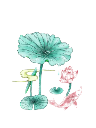 夏至小暑荷花锦鲤