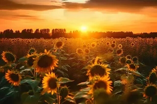 向日葵田上的金色夕阳和明亮的太阳摄影图壁纸