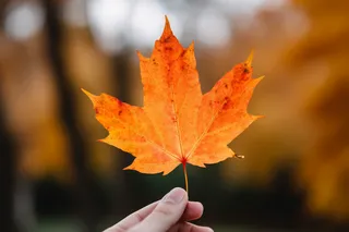 秋天手拿着一片梧桐叶摄影图
