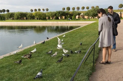 欧洲旅游俄罗斯夏宫花园草地上的鸽子