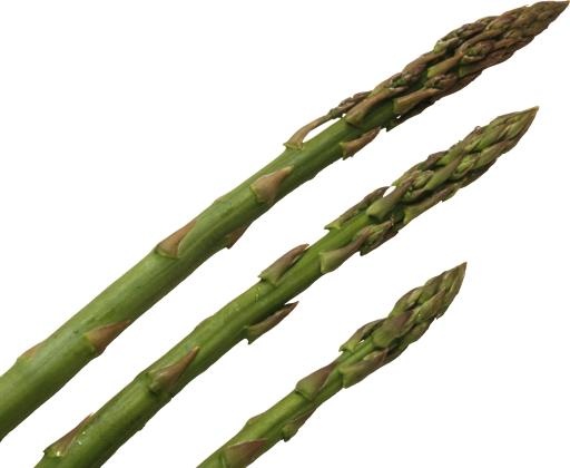 芦笋 PNG免抠