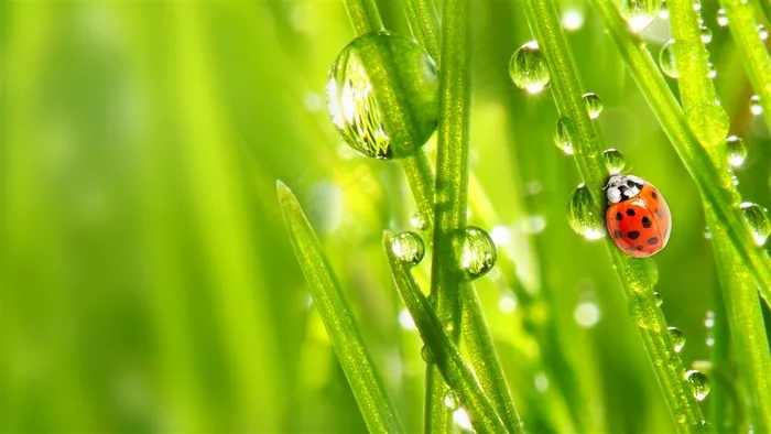 草丛中的七星瓢虫昆虫图片