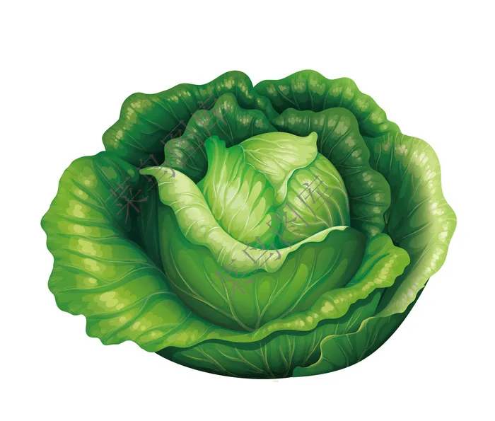 包菜矢量图2ai矢量模版下载
