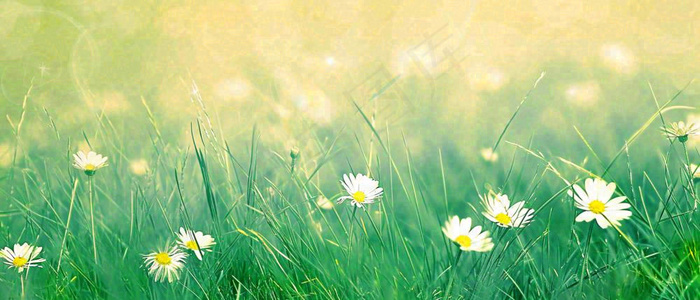夏至夏天向阳菊花草地立夏小暑摄影图(1680x720)