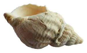 贝壳 PNG免抠