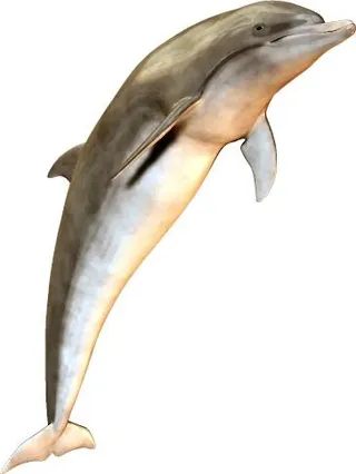 海豚 PNG免抠