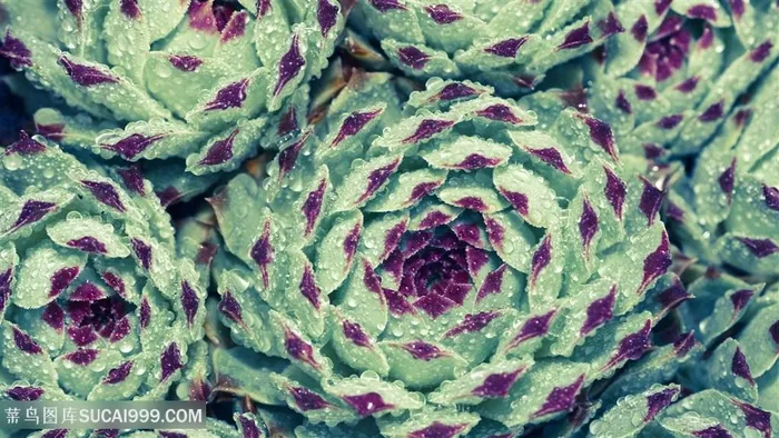 唯美花卉背景壁纸