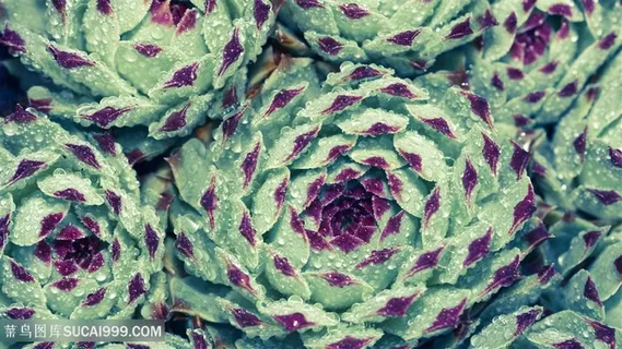 唯美花卉背景壁纸