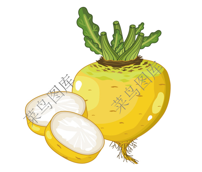 大头菜矢量图ai矢量模版下载