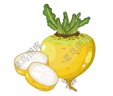 大头菜矢量图 大头菜矢量图