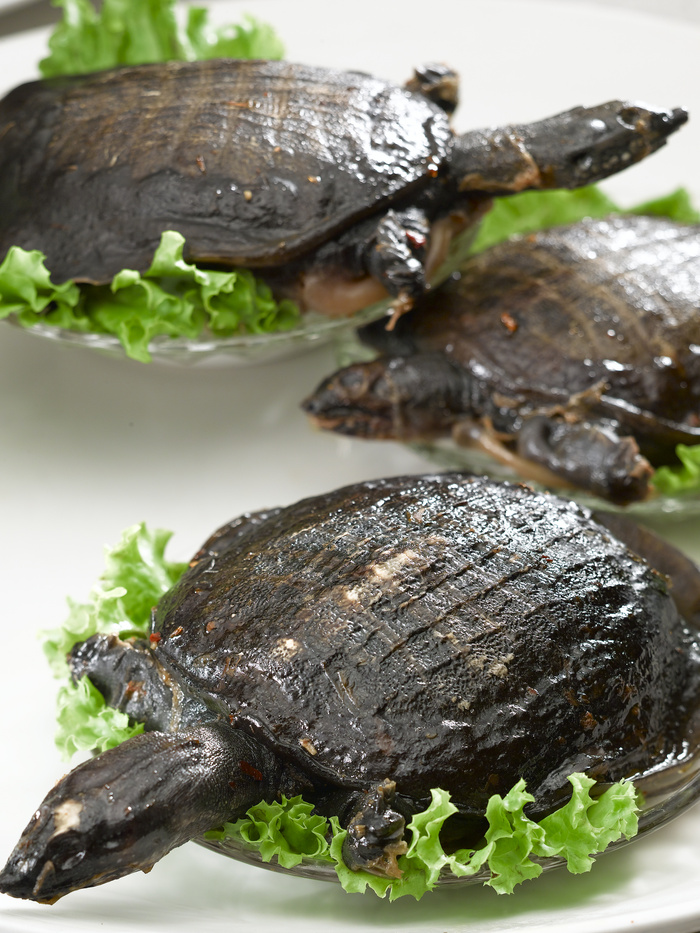 LCH1747手撕甲鱼仔