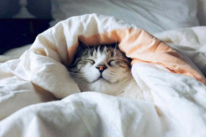 被窝里睡觉的猫猫，可爱的动物摄影图(1344x896)