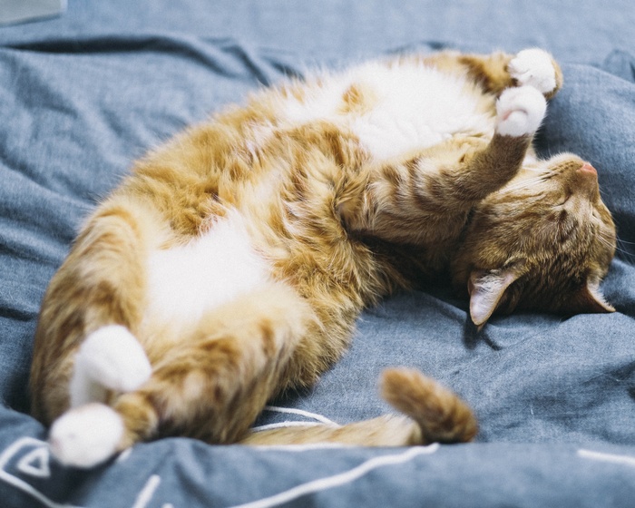 可爱猫咪猫猫摄影素材