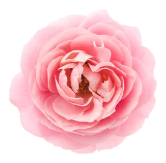 鲜花玫瑰免扣素材