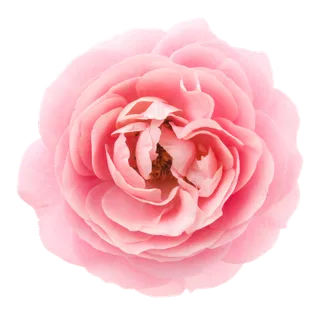 鲜花玫瑰免扣素材