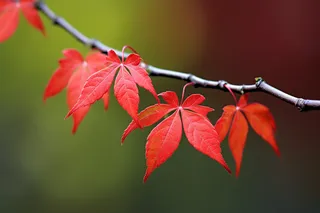 秋天红色的枫叶树枝树叶摄影图