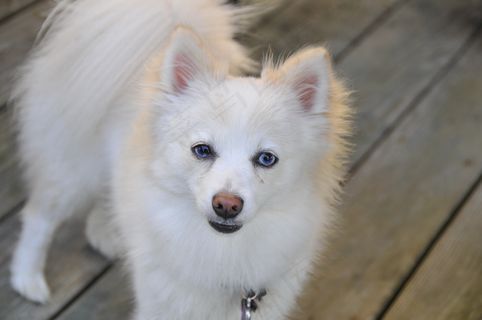 博美犬图片白色