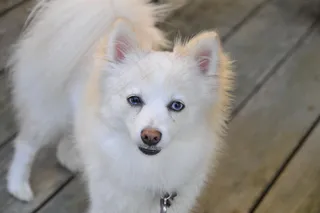 博美犬图片白色