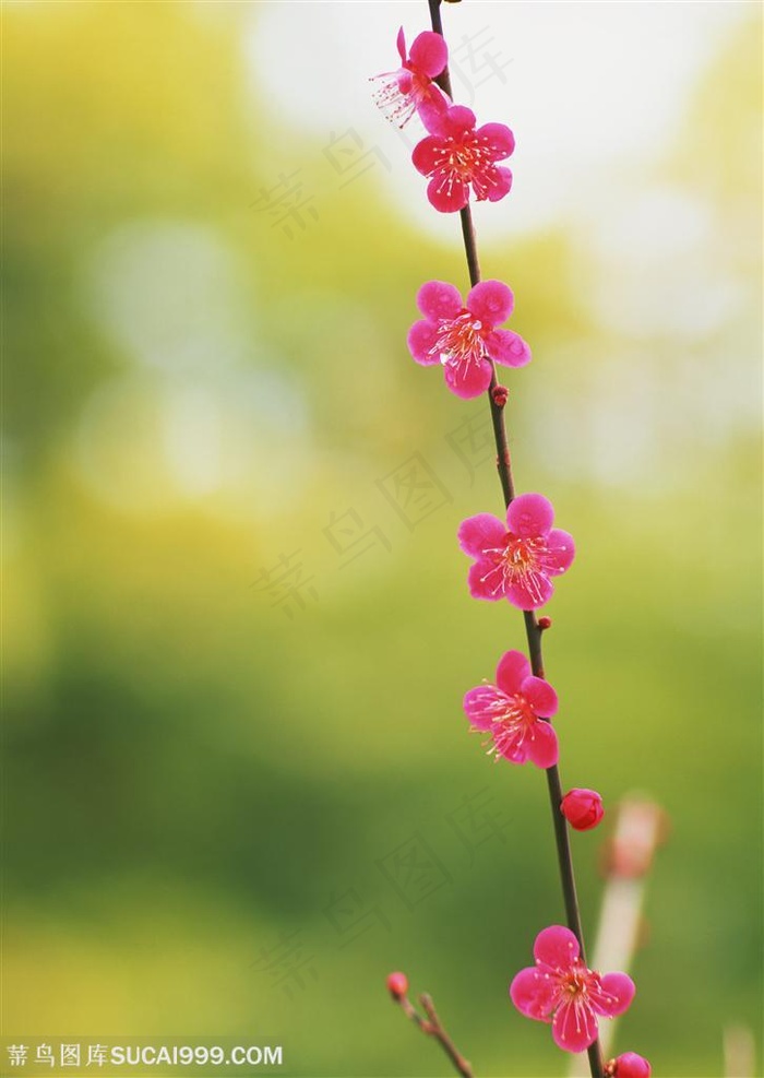 花海世界-一直漂亮的红梅花