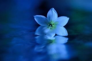 唯美高清特写白色鲜花图片