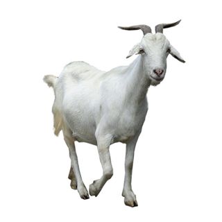 免抠绵羊实物摄影图片