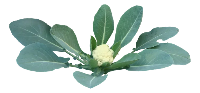 高清树木素材 免抠PSD植物素材 美术绘画园林贴图 树草灌木花草