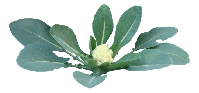 高清树木素材 免抠PSD植物素材 美术绘画园林贴图 树草灌木花草 高清树木素材 免抠PSD植物素材 美术绘画园林贴图 树草灌木花草