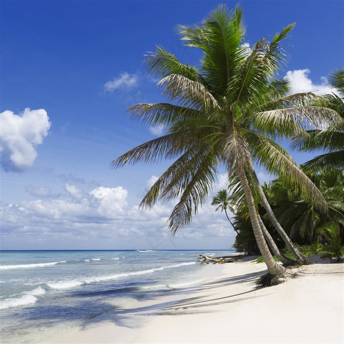 沙滩上的椰树群