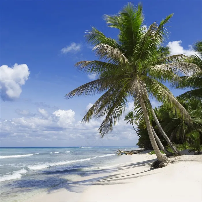 沙滩上的椰树群