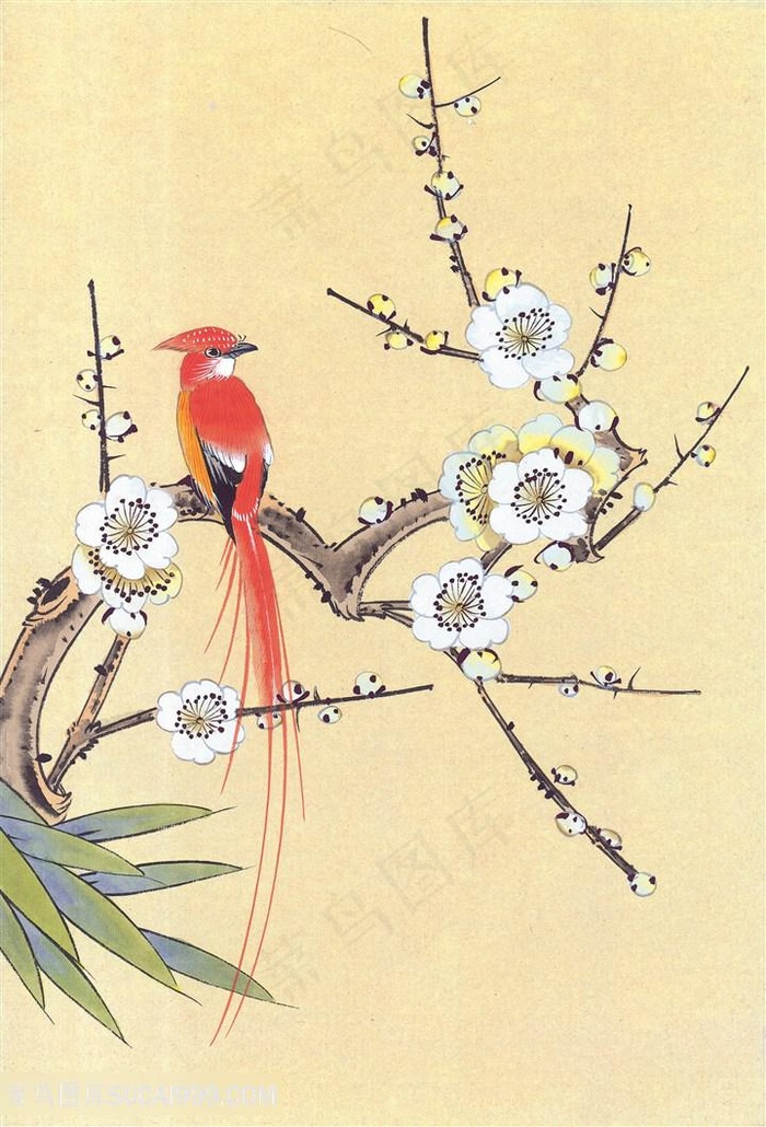 玉兰花鹦鹉装饰画