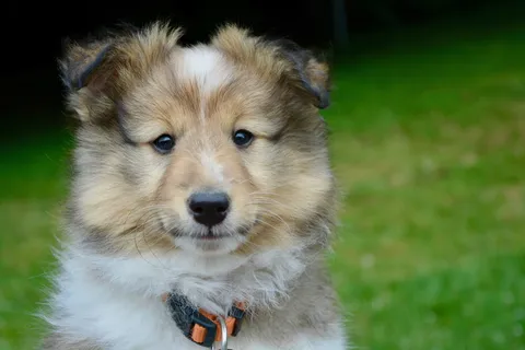 可爱苏格兰牧羊犬图片 可爱苏格兰牧羊犬图片