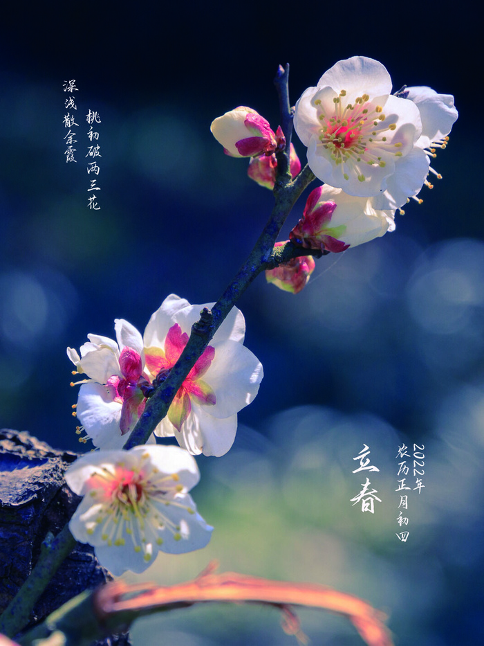24节气立春春季新春春天海报模板PSD分层设计素材源文件模板(3543x4724)psd模版下载