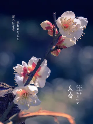 24节气立春春季新春春天海报模板PSD分层设计素材源文件模板