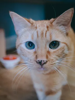 可爱猫咪猫猫摄影素材