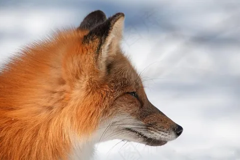 雪地里的赤狐野生狐狸图片