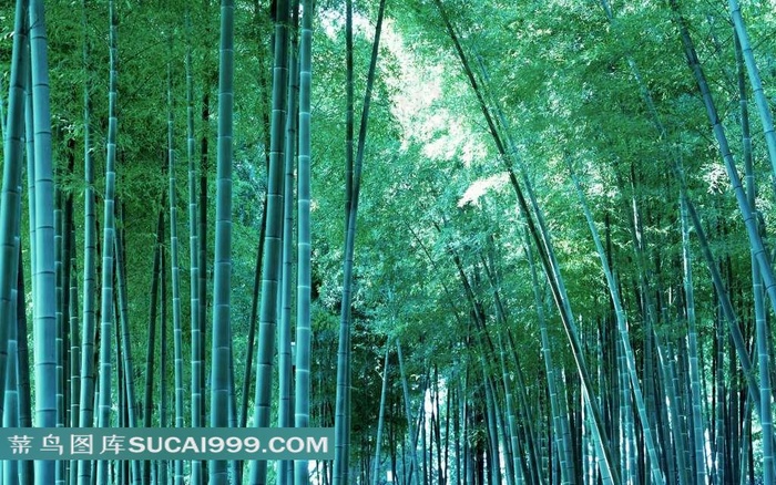 绿色竹林素材