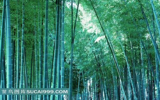 绿色竹林素材