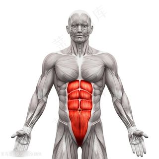 男士人体腹部八块肌肉透视图片