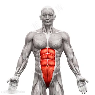 男士人体腹部八块肌肉透视图片