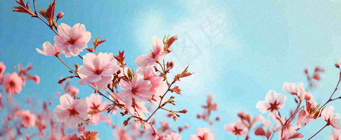唯美粉色樱花花瓣春天浪漫梦幻蓝色，春分惊蛰摄影图(1712x704)