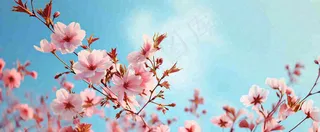 唯美粉色樱花花瓣春天浪漫梦幻蓝色，春分惊蛰摄影图