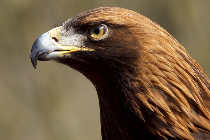 老鹰动物元素免扣素材设计素材