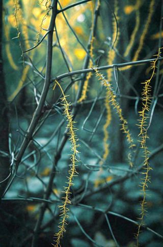 秋天秋叶森林墨绿树枝枝叶，暗黑风
