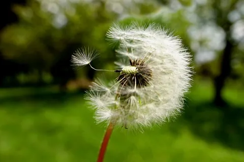 白色蒲公英背景图片 白色蒲公英背景图片
