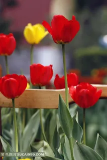 郁金香摄影图片