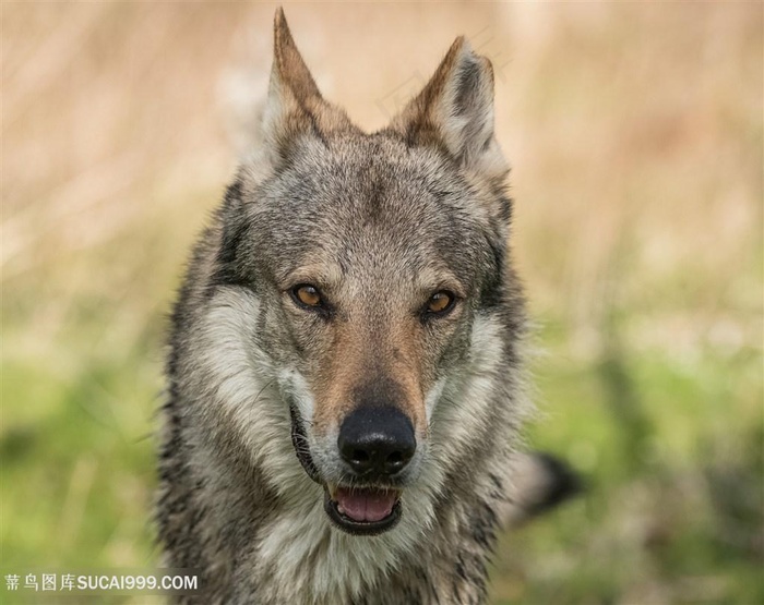 唯美野生动物竖起脖子的狼图片