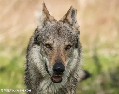 唯美野生动物竖起脖子的狼图片